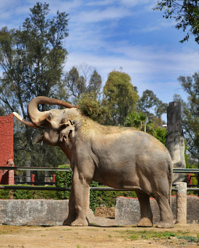 Zoologico