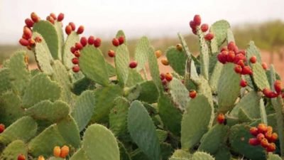 nopal-