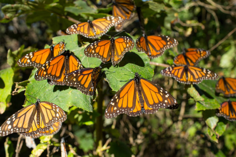 Mariposa-Monarca
