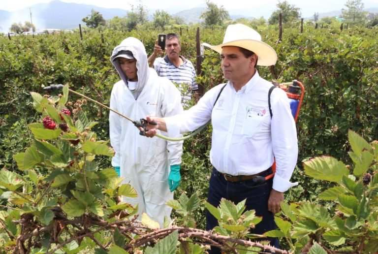 Silvano Los reyes agricultura
