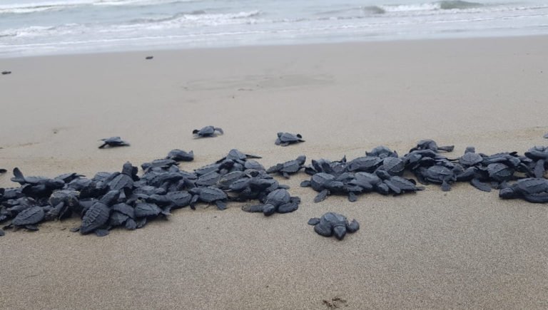 tortiugas
