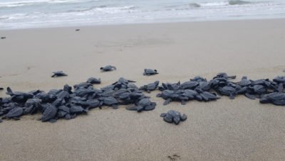tortiugas