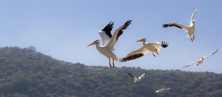 pelicanos borregones