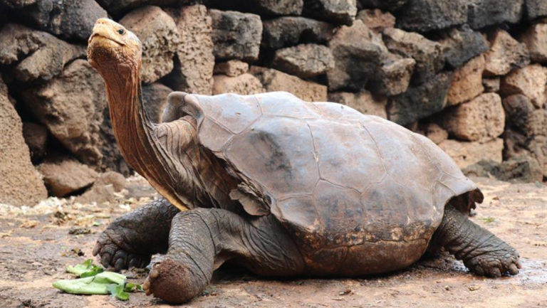 tortuga salva su especie