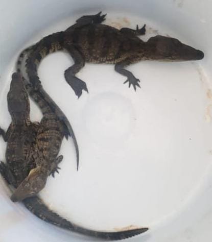 cocodrilos