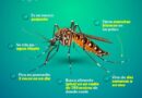 Conoce cómo actúa y luce el mosco transmisor del dengue