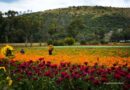 Michoacán se prepara para la Ruta de las Flores