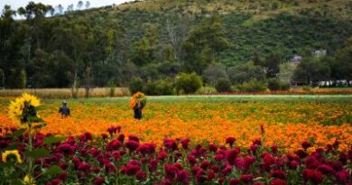 Michoacán se prepara para la Ruta de las Flores