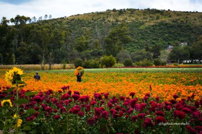 Michoacán se prepara para la Ruta de las Flores