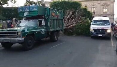 Camión recolector de basura derribo un árbol en centro de Morelia y daño la Cantera.