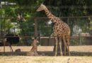 ¡Se llama Kawi! La jirafa bebé del Zoológico de Morelia
