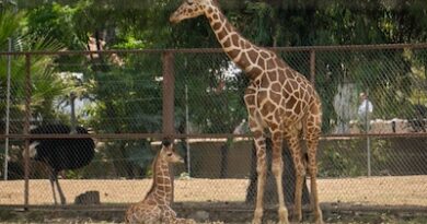 ¡Se llama Kawi! La jirafa bebé del Zoológico de Morelia