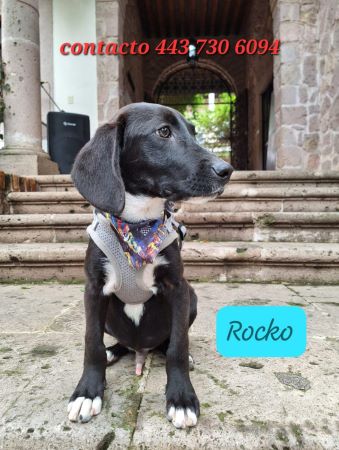 Doggi adopcion