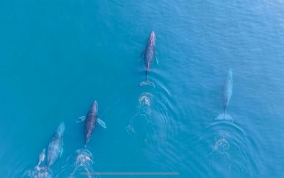 Regresan las ballenas jorobadas al Pacífico michoacano