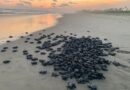 Campamentos tortugueros liberan más de 500 mil crías en un mes: Compesca