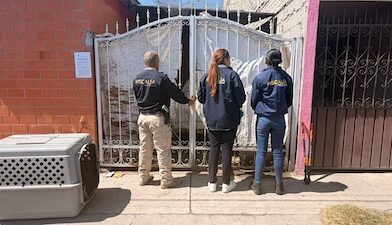 En cateo, aseguran un perrito abandonado en un domicilio en Tarímbaro.