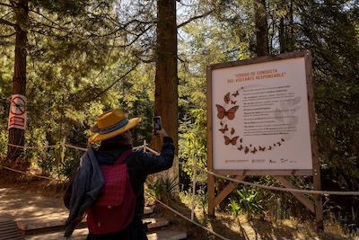 ¡Se acaba el tiempo! Última oportunidad para visitar los santuarios de la Mariposa Monarca