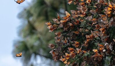 Invertirán 1 mdd para proteger Reserva de la Biósfera