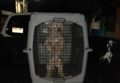 Rescatan tres perritos de maltrato animal.