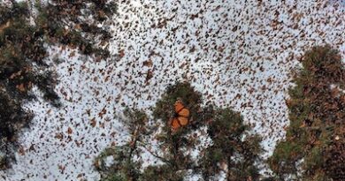 Vota por la Mariposa Monarca en los premios Lo Mejor de México