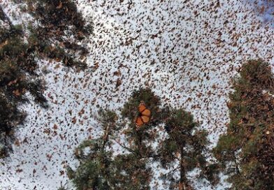 Vota por la Mariposa Monarca en los premios Lo Mejor de México