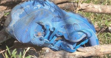 Localizan dos cuerpos y restos óseos en jornada de búsqueda en Jacona.