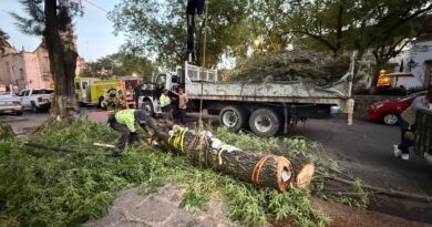 Protección Civil de Morelia reubica 2 colmenas de abejas