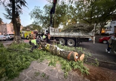 Protección Civil de Morelia reubica 2 colmenas de abejas