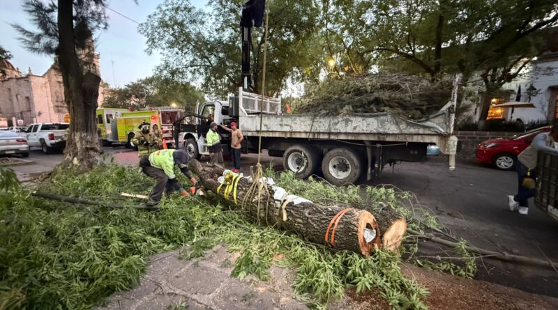 Protección Civil de Morelia reubica 2 colmenas de abejas