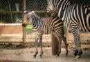 ¡Bienvenido a casa! Nace cebra de Grant en el Zoológico de Morelia