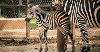 ¡Bienvenido a casa! Nace cebra de Grant en el Zoológico de Morelia