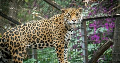 Busca Zoológico de Morelia reproducción de jaguares bajo cuidado humano