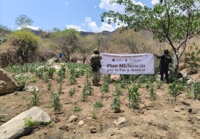 Destruyen más de 14 mil  plantas de marihuana en la Sierra de Huetamo.