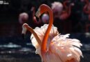 Más de 70 flamencos engalanan el Zoológico de Morelia ¡Ve a conocerlos!