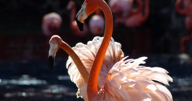 Más de 70 flamencos engalanan el Zoológico de Morelia ¡Ve a conocerlos!