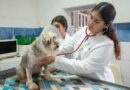 Licenciatura  en medicina veterinaria y zootecnia busca refrendar su calidad; esta en proceso de reacreditación