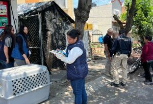 Rescatan a “Zeus”, perro husky hallado gravemente lesionado y en condiciones de abandono en Morelia