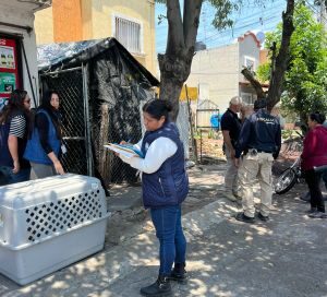 Rescatan a “Zeus”, perro husky hallado gravemente lesionado y en condiciones de abandono en Morelia