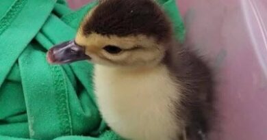 ¡Final feliz! Regresan patito robado al zoológico de Morelia.