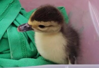 ¡Final feliz! Regresan patito robado al zoológico de Morelia.