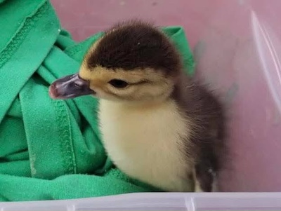 ¡Final feliz! Regresan patito robado al zoológico de Morelia.