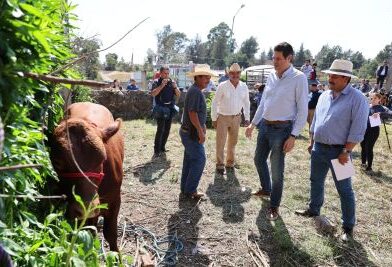 Gobierno de Morelia toma acciones preventivas ante casos de gusano barrenador