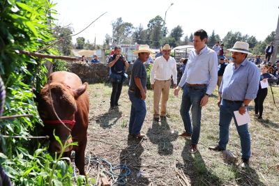 Gobierno de Morelia toma acciones preventivas ante casos de gusano barrenador