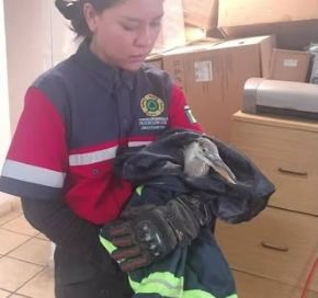 Rescatan garza herida los paramédico de PCM de Ziracuaretiro.