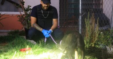 Rescata a canino en condiciones de abandono durante cateo en Tarímbaro; refuerza acciones de protección animal.
