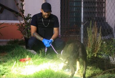 Rescata a canino en condiciones de abandono durante cateo en Tarímbaro; refuerza acciones de protección animal.