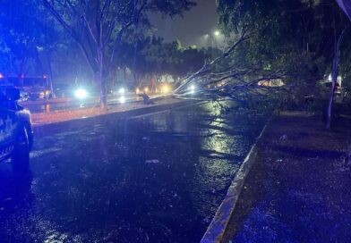 Fuertes vientos derriban árbol y bloquean la Calzada La Huerta en Morelia