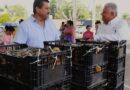 Gobierno de Morelia continúa entrega de gallinas de traspatio en apoyo al sector rural