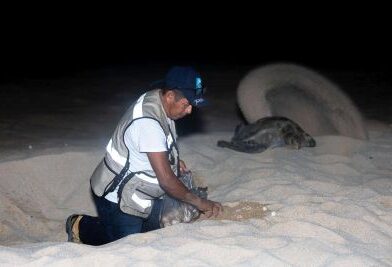 Nacen más de 6.7 millones de tortugas marinas en la Costa michoacana*