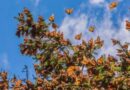 Reserva de la Biosfera Mariposa Monarca cumple 18 años como Patrimonio Mundial
